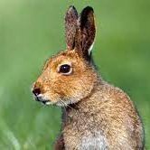 Wannabe hermit hare wrangler. Reader in Conservation Biology, Institute of Global Food Security @QUBIGFS, Queen's University Belfast @QUBbioscience.