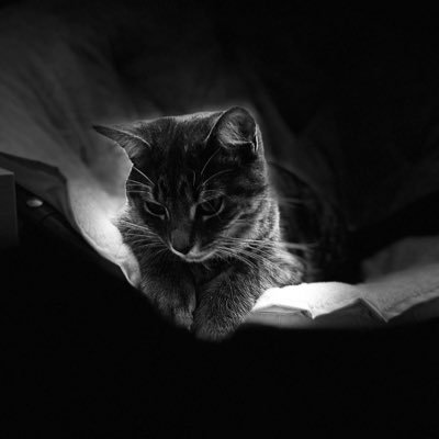 Liightek's profile picture. 