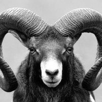 THE OSSIE END #dcfc 🐏🐏🐏 (@theossieend) 's Twitter Profile Photo THE OSSIE END #dcfc 🐏🐏🐏 (@theossieend) 's Twitter Profile Photo