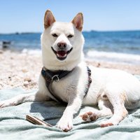 Dani Ribitz ❤️ Memecoin (@dribjitz) 's Twitter Profile