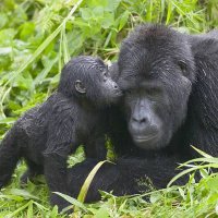 Kalule 🦍🇺🇬🕊! (@ngeye90) 's Twitter Profile