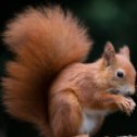Mr Squirrel (@workingmybarrow) 's Twitter Profile Photo Mr Squirrel (@workingmybarrow) 's Twitter Profile Photo