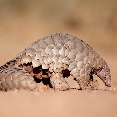 0xpangolin's profile picture. eng lead @specialmech @consensys