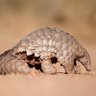 0xpangolin's profile picture. eng lead @specialmech @consensys
