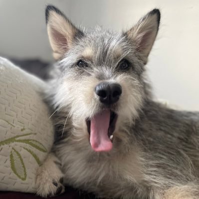 I’m a husky mix but don’t be fooled, my personality is all Husky. I like walks in cold weather, playing in the snow and rumour has it I’m spoiled.