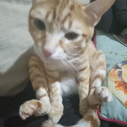 eldaaweeed's profile picture. 