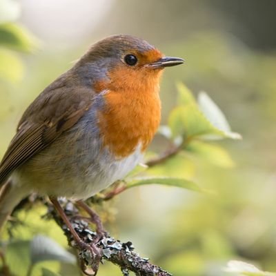 The official account of Sunny The Robin. Best known for being on I'm A Celeb 2021. 🐦 BFF to Naughty Boy. Be Kind ❤️