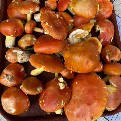 cataunch's profile picture. 