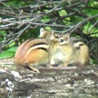 Splendor at the edge of the forest (@margit_riedel) 's Twitter Profile Photo