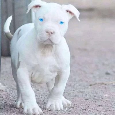 Arlekynblu's profile picture. Hola megusta que las personas se superen en su día a día y me gusta ayudar las en eso