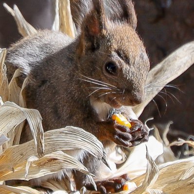 sati37354932's profile picture. 🍏🍏's エルレ ⛩️ カラオケとマダミスに下手だけど謎解きが好き カメラはcanonr JAXA星空菌類が好き 中学英語勉強中
