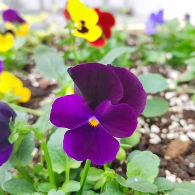 Guangshan1992's profile picture. My super account can make me better