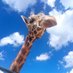 mora rex (@coveranbusiness) Twitter profile photo mora rex (@coveranbusiness) Twitter profile photo