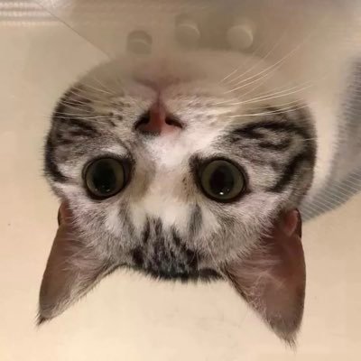 WilliamH1B's profile picture. AI4Health, Computational Neuroscience, Cognitive Science