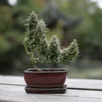 Cannabonsai Manny (@cannabonsai_) 's Twitter Profile Photo Cannabonsai Manny (@cannabonsai_) 's Twitter Profile Photo