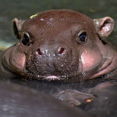 druglordhippo's profile picture. 
