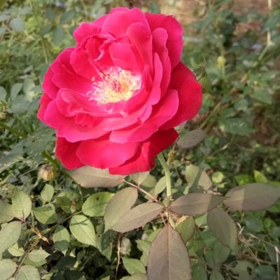 Musarof199's profile picture. Follow For Follow Back 💯