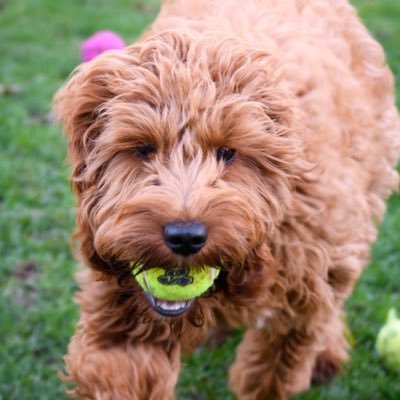 I’m Daisy, a Cockapoo puppy. I’ve just moved in to supervise Ani and Matthew, the Toy Finder and the Treat Giver