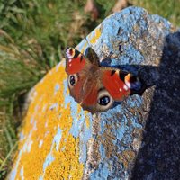 Hasan Ali (@hasande06180794) 's Twitter Profile Photo