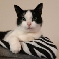 InsomniacToo (@cinschneider) 's Twitter Profile