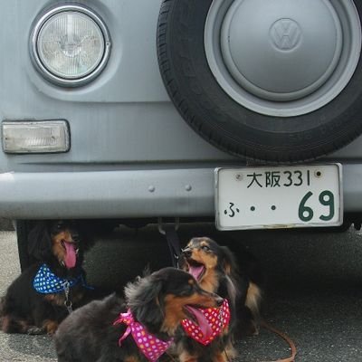 sofsupevo's profile picture. 老犬ミニチュアダックス19才※(2022年虹の橋の袂へ)と保護犬のカニンヘンダックス(8才)とクラシックキャンピングカーで不便な車中泊や犬と自転車散歩＆山歩きも楽しんでいます #空冷ワーゲン 【クロモリ自転車＆不思議探しのサイクリングアカウントは】@sofsup6978(休止から復活しました！)
