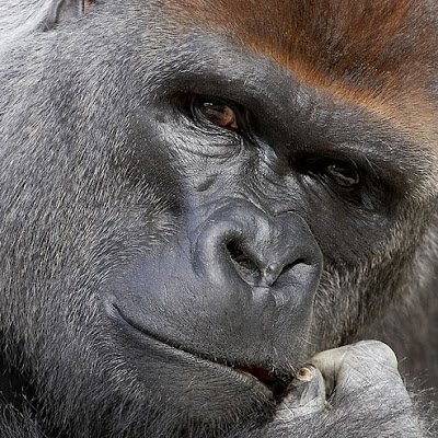 LardinoisMax's profile picture. 