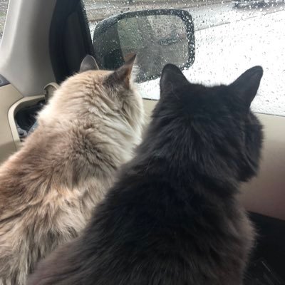 DikiyMaxi's profile picture. 