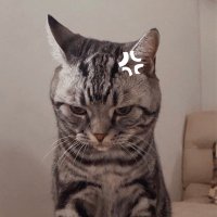 Zhang Mingzhen (@zhangmz1013) 's Twitter Profile