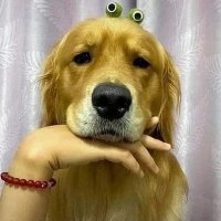 theworldofdog (@theworldofdog) 's Twitter Profile