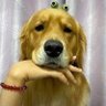 theworldofdog's profile picture. animal/entertainment website