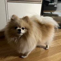 Curryboyz (@currybo15821767) 's Twitter Profile