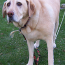 Roger Shultz - @LEtheYellowLab - Twitter