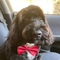 Louise Wilson (@twinklelw) 's Twitter Profile