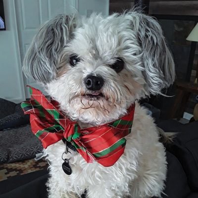 GutsCreature's profile picture. brave explorer | powderpuff chinese crested name of Guts | GOOTSHE?? | hansome gentle man | he/him/yeah