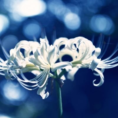 090KitKat's profile picture. 24さい 入間くん閲覧⁽ ´꒳`⁾