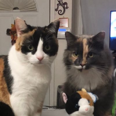 4 year old calico sisters Peanut and Buttercup living with their brothers and sisters 🐾🥰💜Treat people and animals with kindness❤️