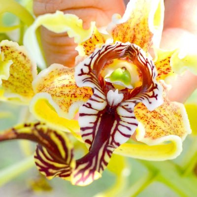 New Guinea Orchid Hunter and orchid garden curator at @orchidsofkurt
° Every orchid has a story to tell!
° From 🇨🇴 and I live in 🇵🇬 ~ Kurt