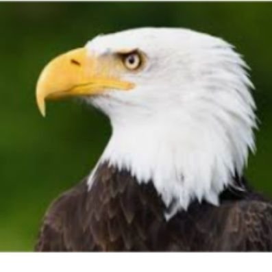 adamtwit1029's profile picture. Judical Activisum Rights to Courts