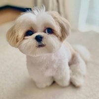 シーズーはに丸🐶💕 (@hanimaru0515) 's Twitter Profile Photo シーズーはに丸🐶💕 (@hanimaru0515) 's Twitter Profile Photo