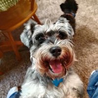 SuzyQ, Nicole, and Jade #RIPSirMcDuff 🐾🌈 (@luv_2_bowl) 's Twitter Profile