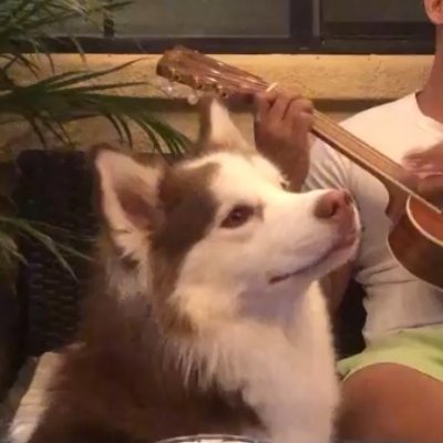 PokehDex's profile picture. 