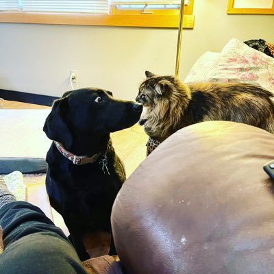 patkatj's profile picture. Lifelong Democrat in a purple state, former prosecutor, lover of Broadway, kitties, puppies, tech, MS Warrior, 🏳️‍🌈ally, BLM. No DMs or lists.