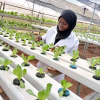 kabeerah (@hijabifarmer) 's Twitter Profile