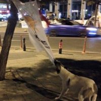 Goktengri🇹🇷🇹🇷 (@frdtml) Twitter profile photo