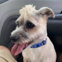 Dodger Dog (@thedodgerdog17) 's Twitter Profile