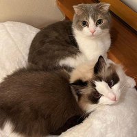 👀on🐱 (@lucaistheprince) 's Twitter Profile