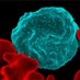 Molecular Genetics Lab (WACCBIP) (@mgcbg_cbil) Twitter profile photo Molecular Genetics Lab (WACCBIP) (@mgcbg_cbil) Twitter profile photo