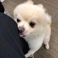 ガウ (@gawuwuwu) Twitter profile photo