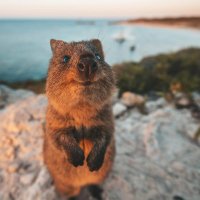 Western Australia(@WestAustralia) 's Twitter Profile Photo