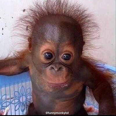Jeff46890696's profile picture. Avid shoplifter. marine veteran, OJ defender, she/her beast rat hybrid creature. Taylor swift exclusive DJ. car boot sale manager.